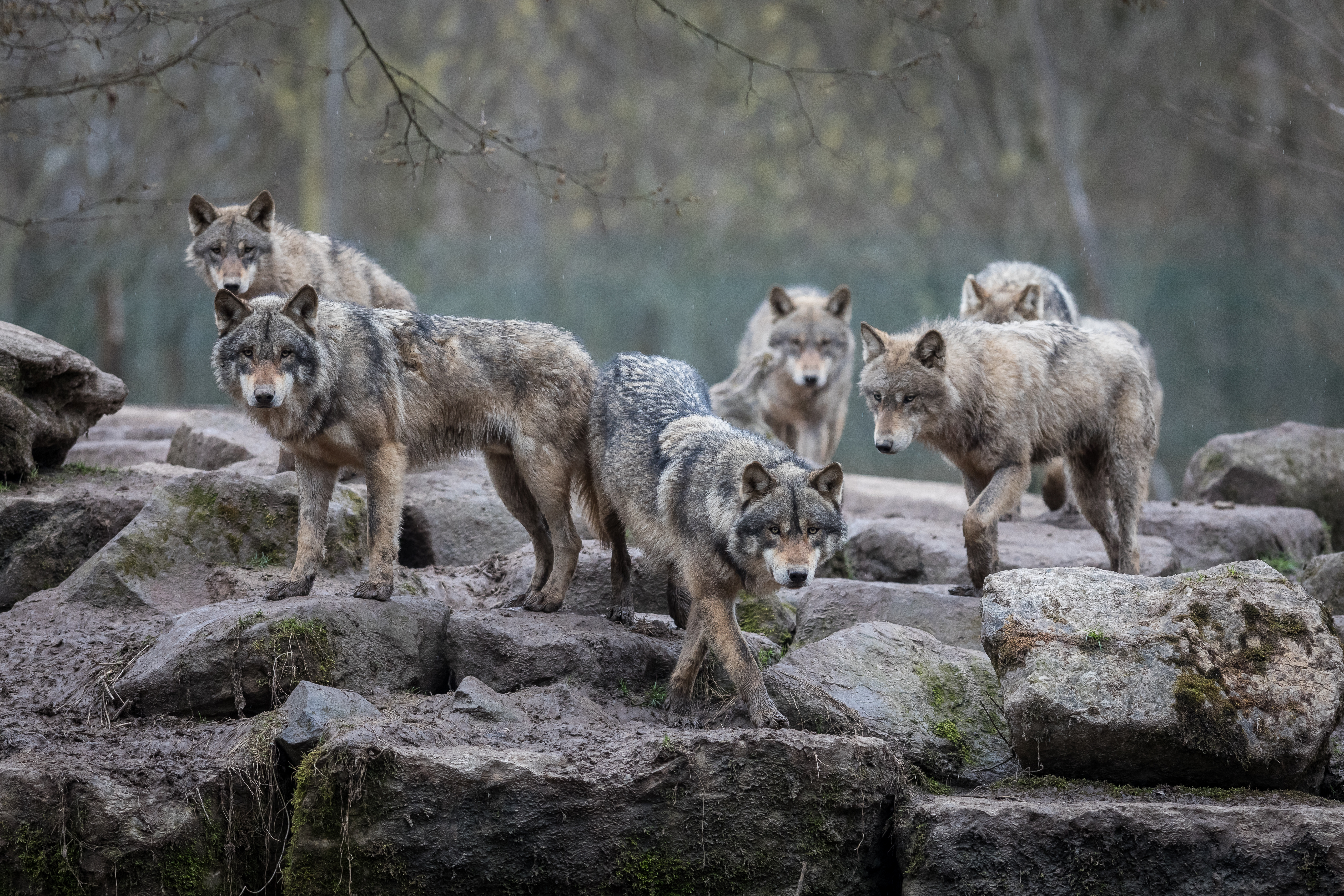 Pourquoi ce site a été créé : Pour la protection des loups et de leurs habitats