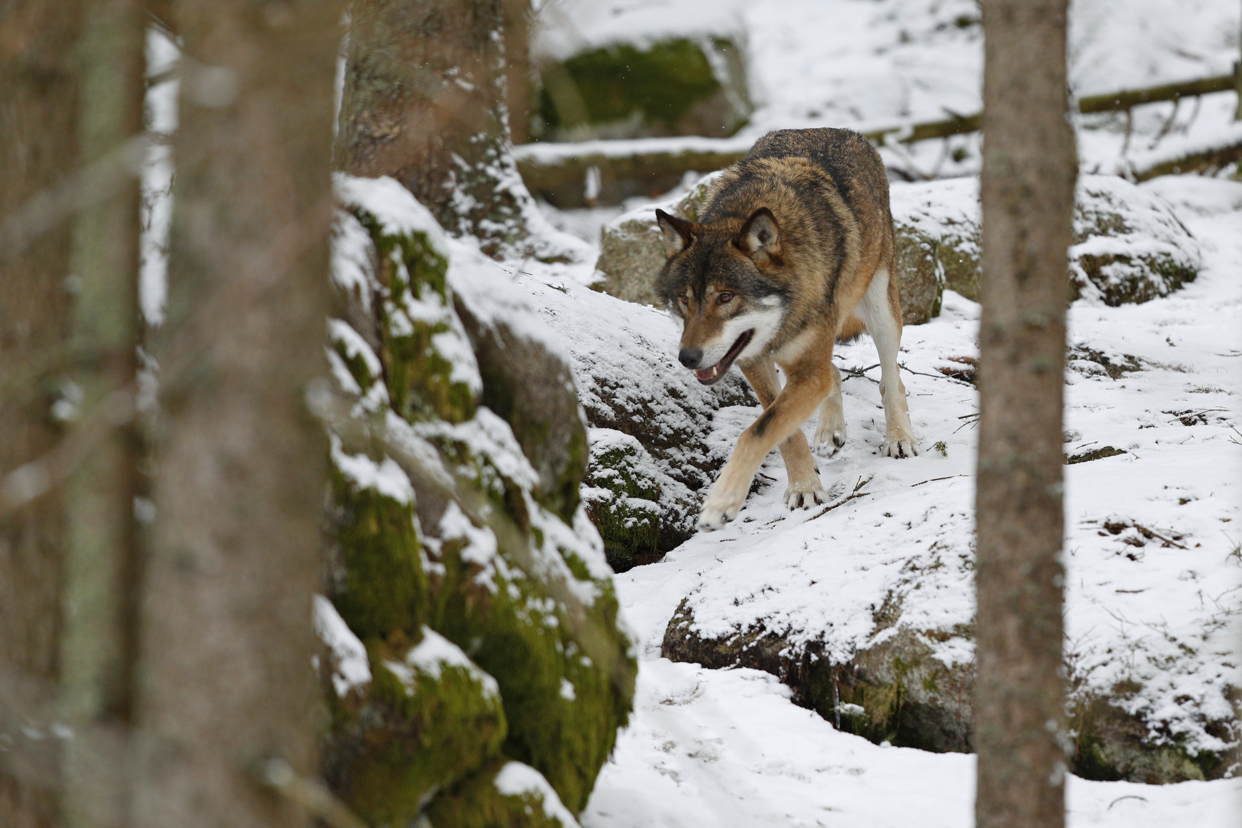 Les Loups : Leur Importance dans l’Écosystème et Pourquoi Nous Ne Devrions Pas Les Tuer